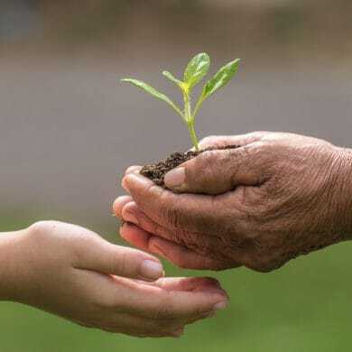 Senior hands holding a plant seedling, passing it to a younger person